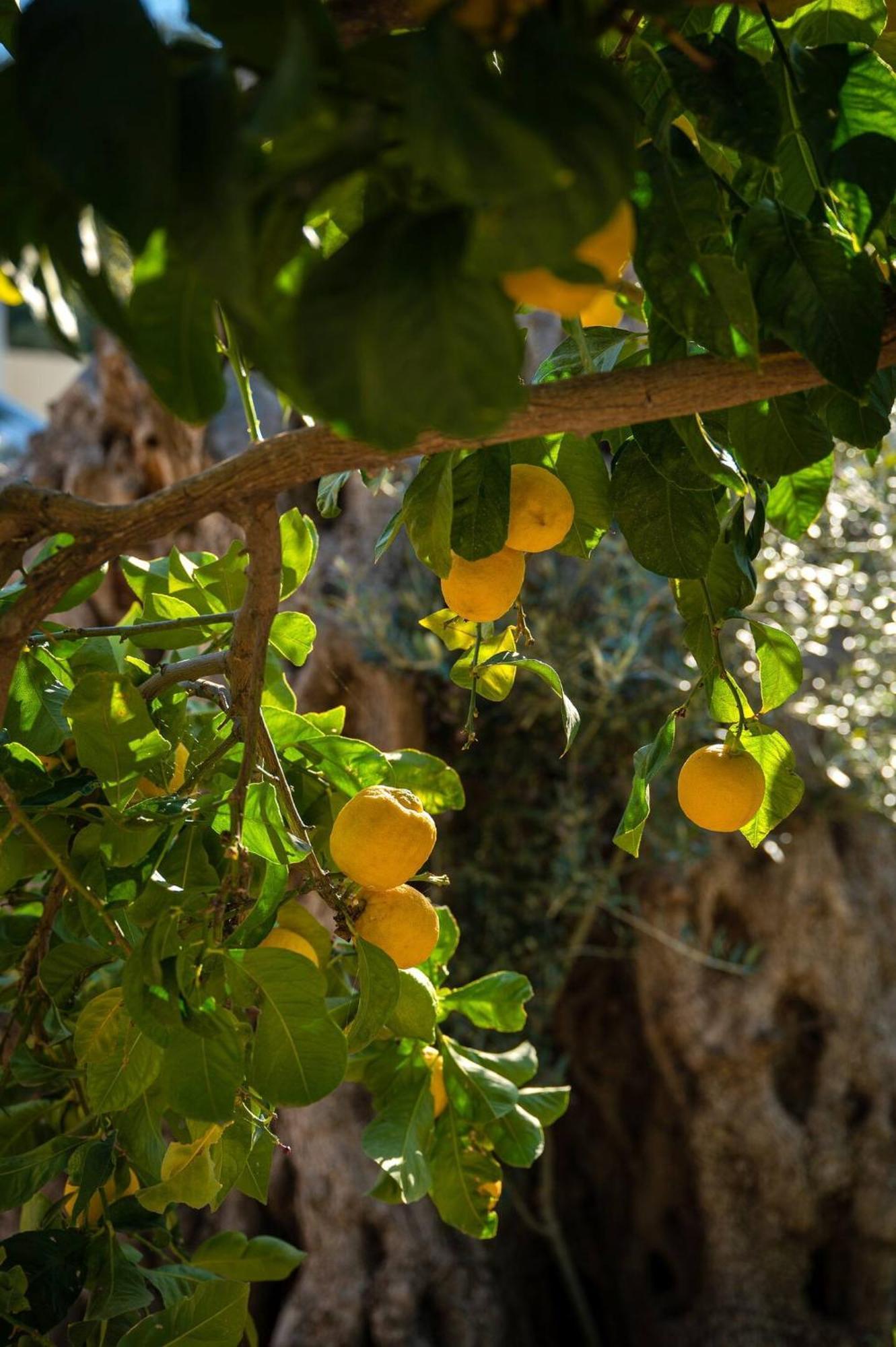 Physis Country House Near Matala Beach & Faistos Kouses Exterior foto