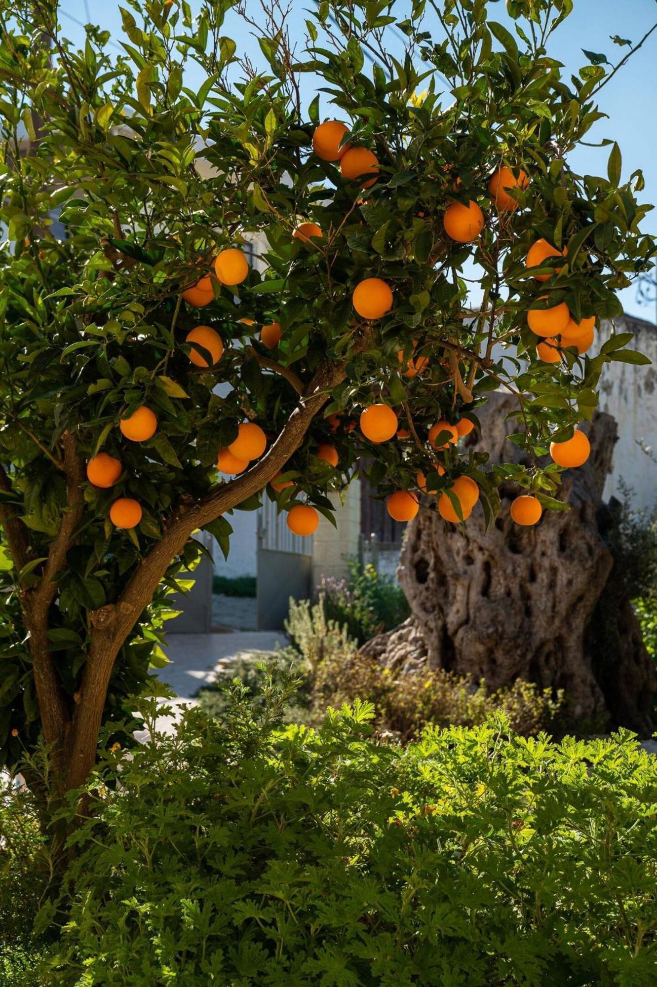 Physis Country House Near Matala Beach & Faistos Kouses Exterior foto